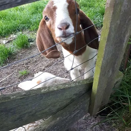 Nicki's Ferien Oase Сasa de vacaciones Bornhoved